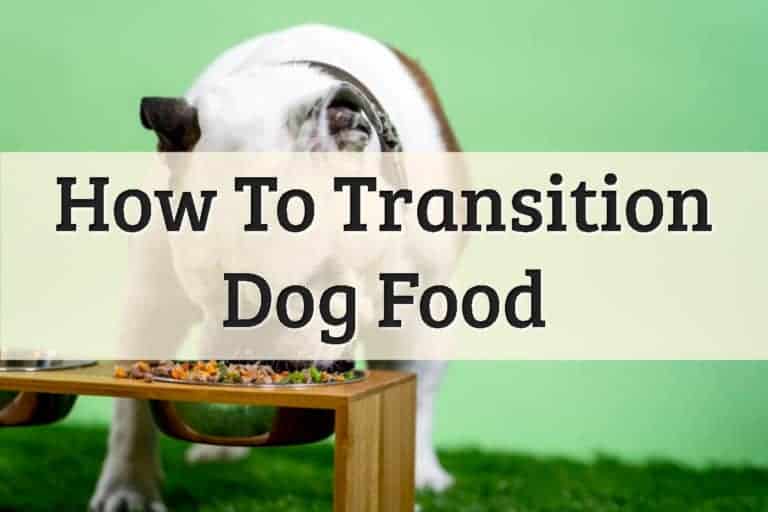 How To Transition Dog Food Feature Image