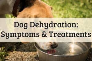 Featured Image - Dog Dehydration