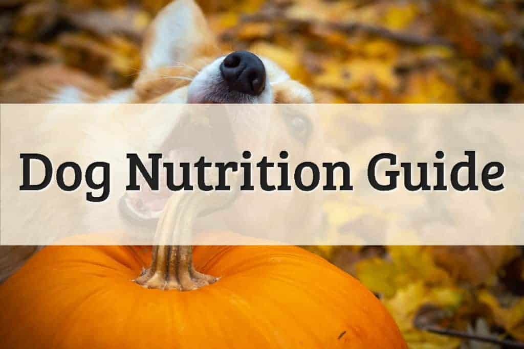 Knowing Your Dog's Nutritional Needs Feature Image