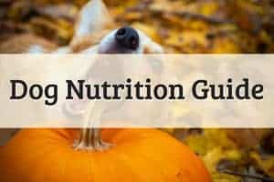 Knowing Your Dog's Nutritional Needs Feature Image