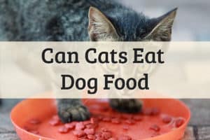 Can I Feed My Cat Dog Food Feature Image