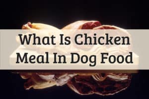 What Is Chicken Meal In Dog Food Feature Image