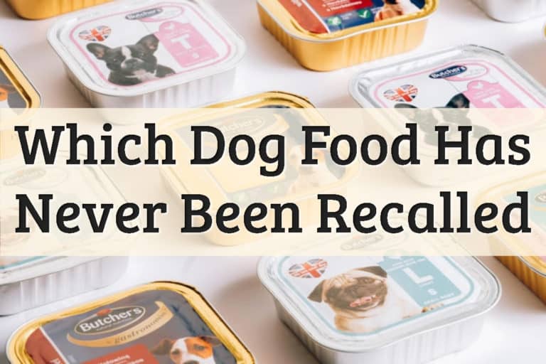 Which Dog Food Has Never Been Recalled Feature Image