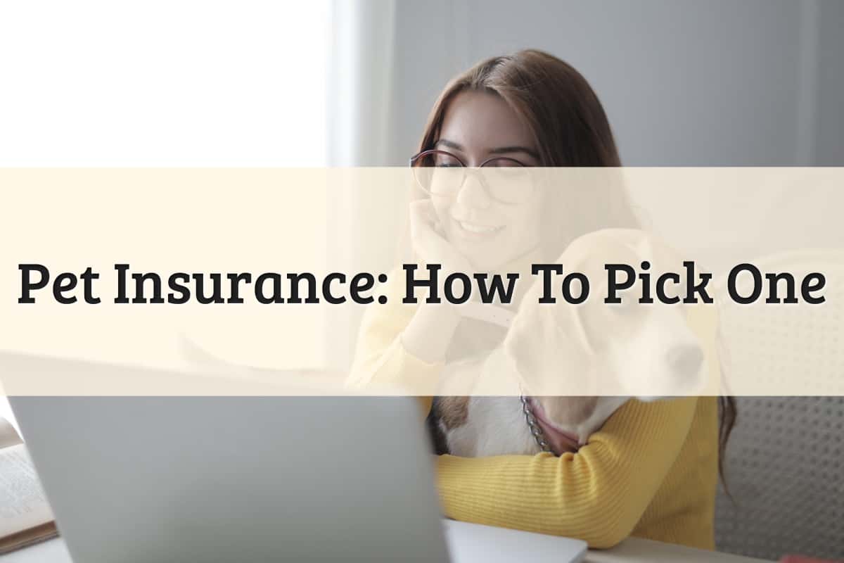 Pet Insurance: How To Pick One
