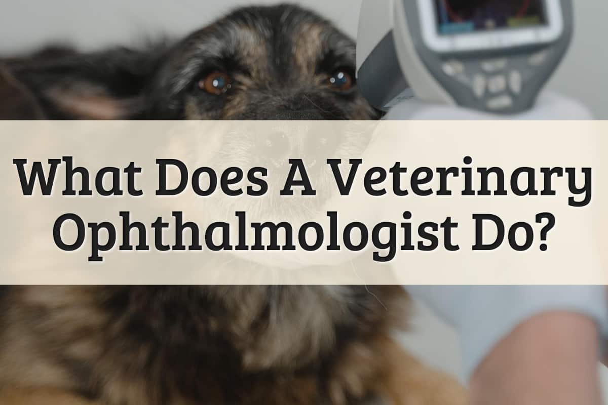 What Does a Veterinary Ophthalmologist Do?