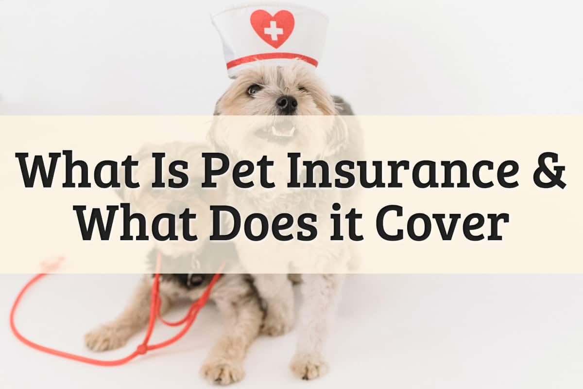 What Is Pet Insurance & What Does It Cover?