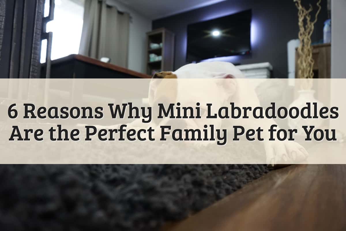 6 Reasons Why Mini Labradoodles Are the Perfect Family Pet for You
