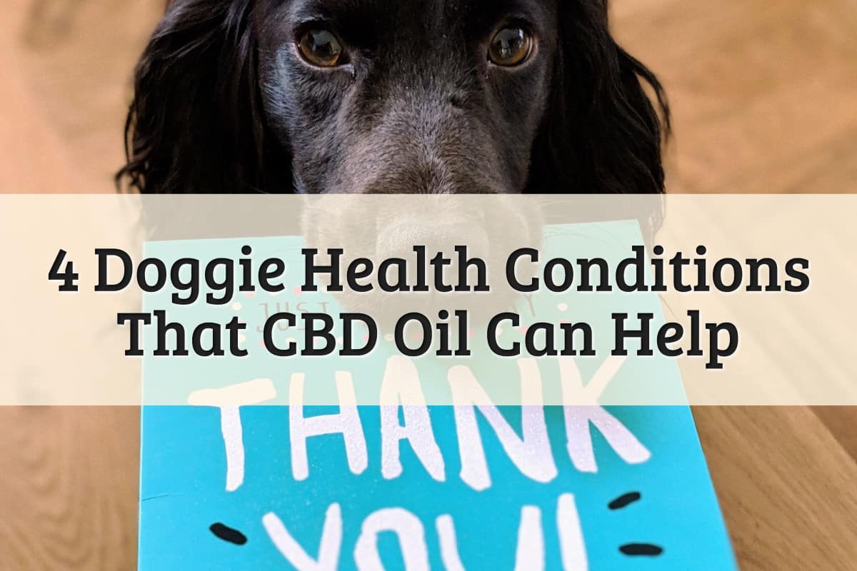 4 Doggie Health Conditions That CBD Oil Can Help