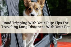 Featured Image - Road Tripping With Your Pup