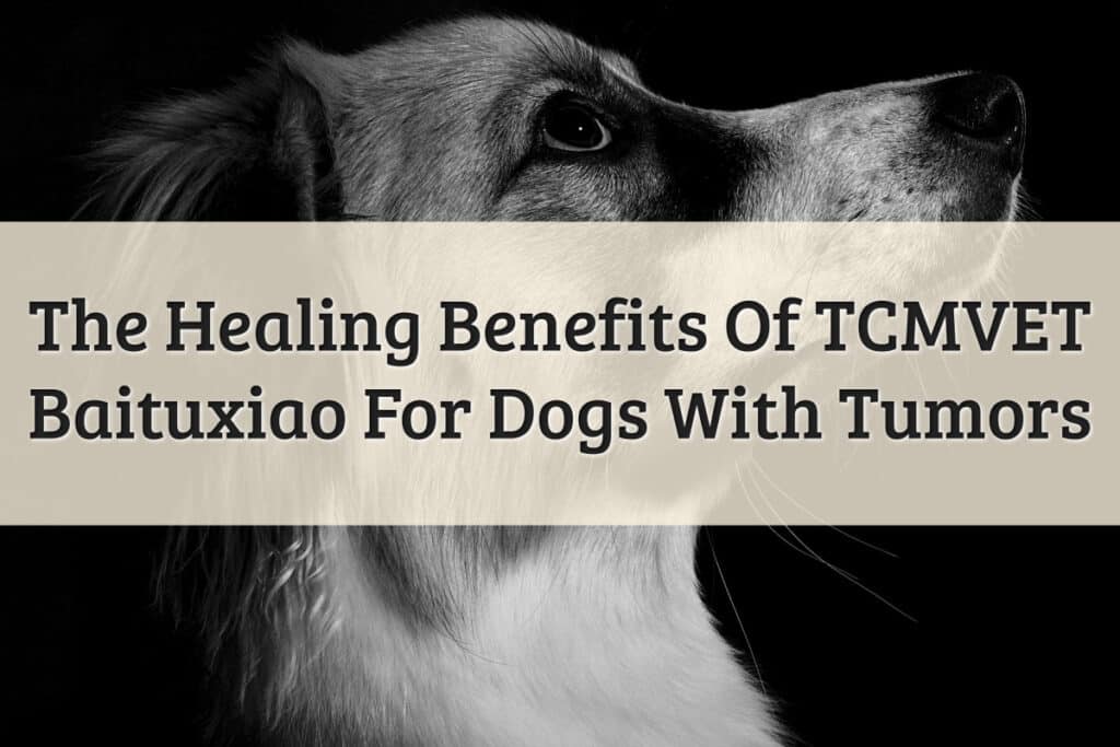 Healing Benefits Of TCMVET Baituxiao For Dogs With Tumors Featured Image