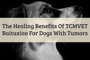 Healing Benefits Of TCMVET Baituxiao For Dogs With Tumors Featured Image