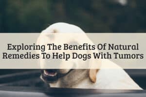Natural Remedies To Help Dogs With Tumors Featured Image