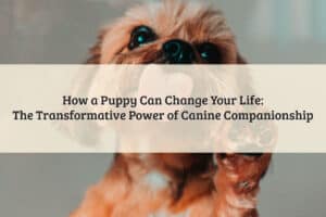 Featured Image - How A Puppy Can Change Your Life