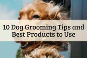 10 Dog Grooming Tips and Best Products to Use