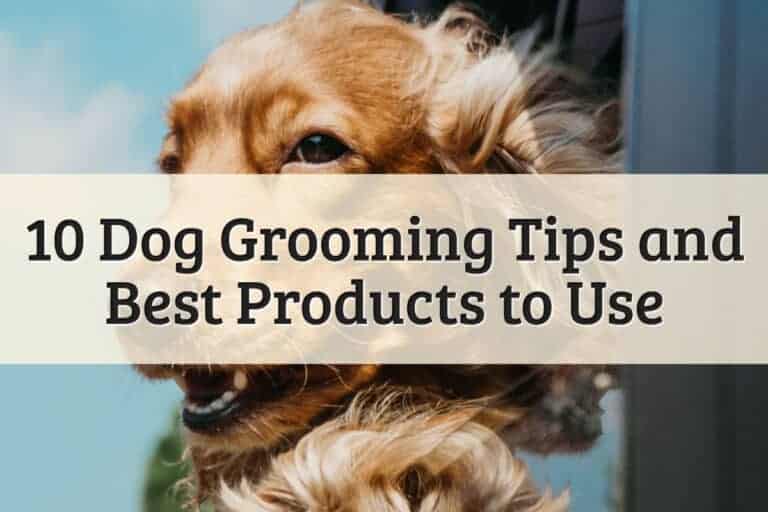 10 Dog Grooming Tips and Best Products to Use