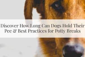 Featured Image - Discover How Long Can Dogs Hold Their Pee