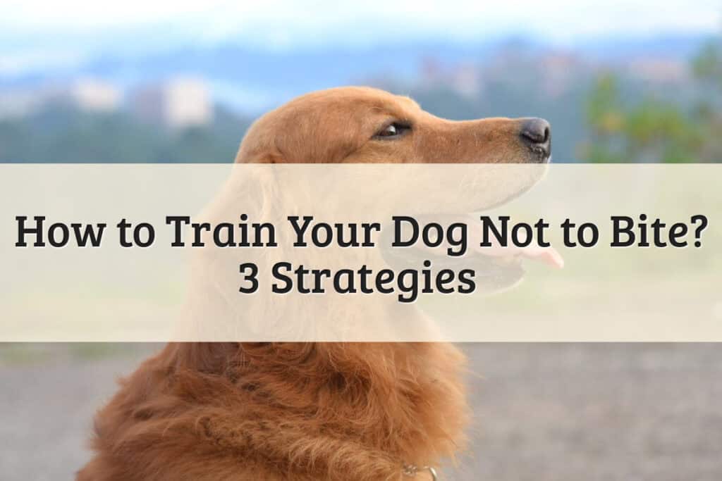 How to Train Your Dog Not to Bite_ 3 Strategies