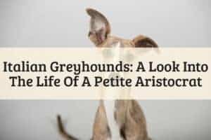 Italian Greyhounds_ A Look Into The Life Of A Petite Aristocrat