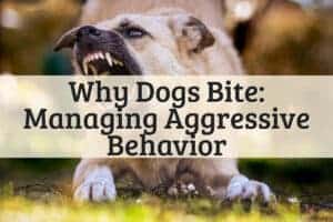 Why Dogs Bite_ Managing Aggressive Behavior