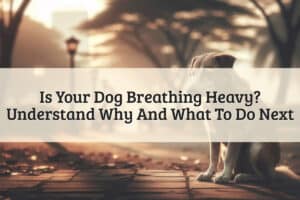 featured image - dog breathing heavy