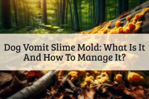 featured image - dog vomit slime mold
