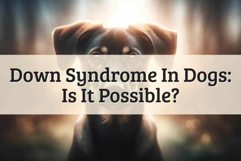 featured image - down syndrome dog