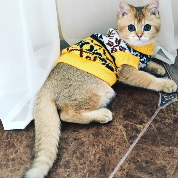 Pretty Warm and Soft Cats Sweater