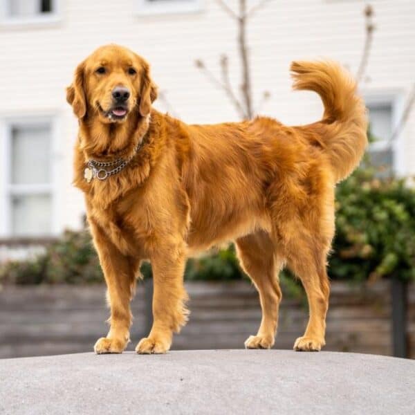 Why Palatability Matters: How Pet Food Flavor Enhancers Improve Nutrition and Sales