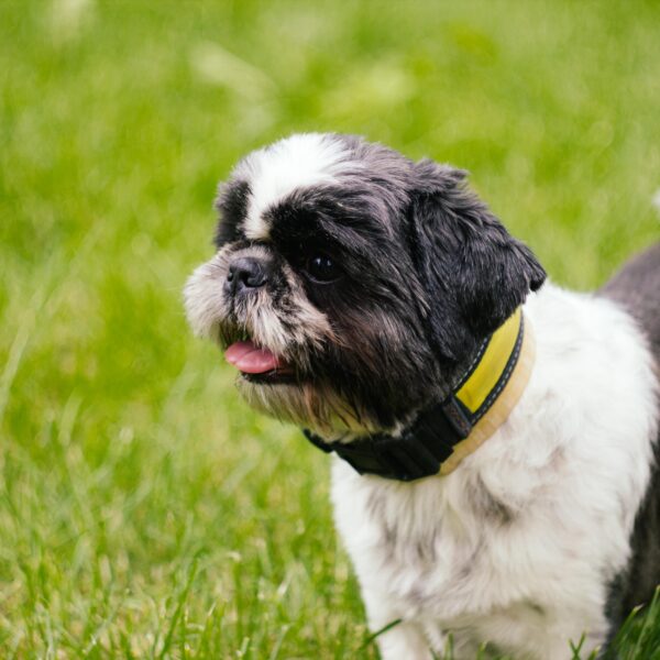 The Hidden Messages in Your Pet’s Daily Habits — and How to Spot Them